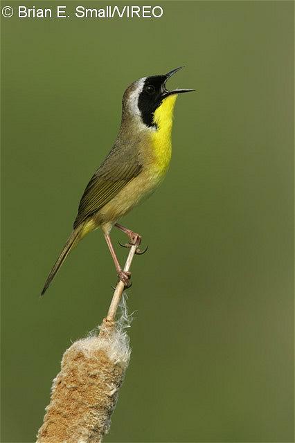 Common Yellowthroat